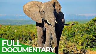 Wildlife | Episode 5: Elephants of Africa & Asia | Free Documentary Nature