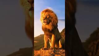 Denjerus Lion  #lion #lions #animal #animalshorts #animalsvideo #shorts #viral