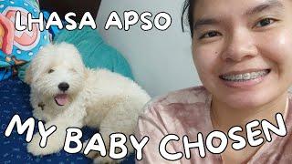 The Day I Got My Lhasa Apso Dog, Chosen - PapiTofi Vlogs