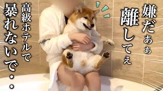 お風呂嫌いが治らない...1泊7万円の高級ホテルで大暴走した柴犬こまちゃんwww結果こうなりました...