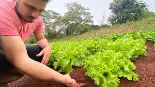 COMO PREPARAR O SOLO PARA HORTA | Passo a passo