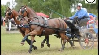 Association Française du Poney New-forest