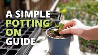 Simple Guide to Potting on Seedlings