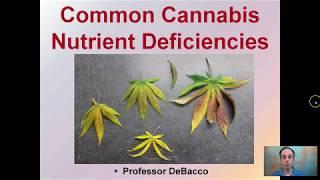 Common Cannabis Nutrient Deficiencies