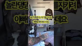아빠가 아기를 때리려는 시늉을 하자?? 댕댕이는?? #shorts