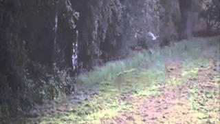 Natuurkanaal - 17 augustus 2011 - Buizerd