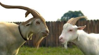 Goats - VFX Making of