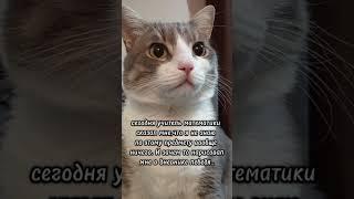 так и ничего не понял #батон#котик#юмор#шортс#2025 .