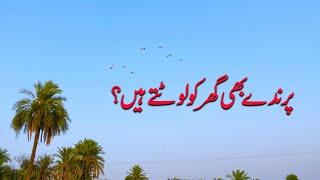 Beautiful nature Pakistani Punjab village | daily routine life | Sanam 4k Production