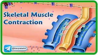 Skeletal Muscle Contraction and Relaxation Physiology Animation / Excitation Contraction Coupling 