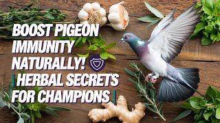 Boosting Racing Pigeon Immunity: Herbal Mixtures That Work