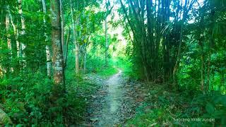 Virtual Hike Through Greenes Forest Trail | 4K Rainforest Adventure in Indonesia #JungleAdventure