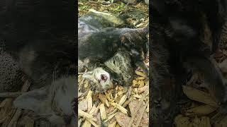 Momma Dez and Baby T-rex #cat #kitten #cute