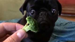 Toby The Pug Eating Broccoli - Original Video