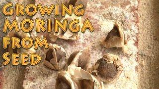 Growing Moringa From Seed A How To Video