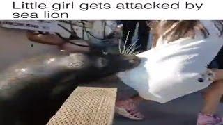 Sea lion drags girl into Steveston waters