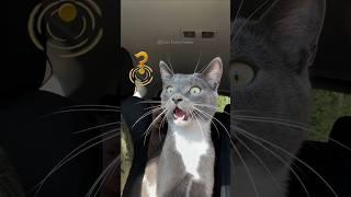 #103 Funny Cat videos  #meowing #memes #cute