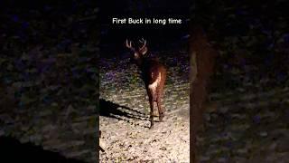 Whitetail deer Buck #whitetaildeer #shorts