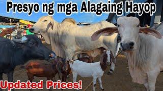 March 07, 2025 Presyo ng Baka, Kambing at Kalabaw sa Padre Garcia Batangas