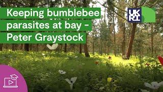 Keeping bumblebee parasites at bay - Peter Graystock