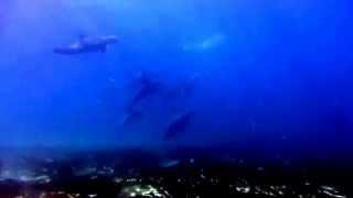 Dolphins July 28, 2013   Zanzibar HD Maxwel Hohn