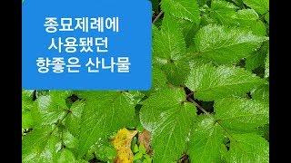 한국의 산나물 176.묏미나리(거무노리 나물,거린대 나물)