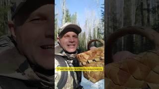 Грибник зашёл в лес по грибы и обалдел. Много снега  в мае, такого не ожидал.  грибы 2025 #грибы