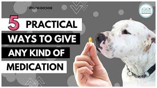 5 Different ways to give pill or capsule to your dog