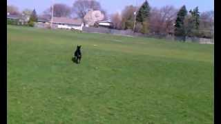 Advanced Obedience Dog Training - Guinness with Awesome Paws Academy