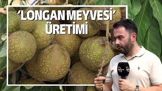 Longan Meyvesi Üretimi