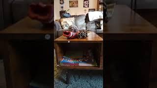 MyDepot Coffee Table - Ample Storage for a Clutter-Free Living Room!