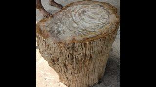 Petrified Wood Java Indonesia