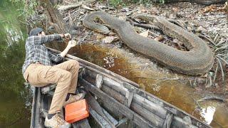 TERTANGKAP NYA ULAR BESAR PENUNGGU SUNGAI RAWA AIR HITAM SAAT PASANG BUBU IKAN