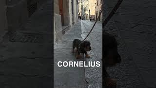  Cornelius - Sausage Royalty #sausagedog #italy #florence #couple #travel #travelitaly