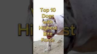 Top 10 dog with strongest bite force  #shorts #dog #top10