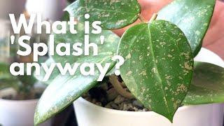 5 Splashy Hoyas + What is 'Splash'?