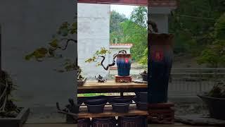 1分钟看25种盆景, 造型各不相同, #youtubeshorts #bonsaitree #art