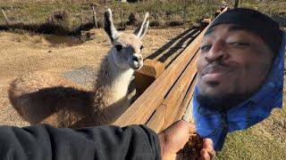 I Gross 5K, & Bought A Llama | Prime Inc