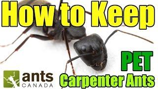 Carpenter Ants (Camponotus) | AntsCanada Tutorial