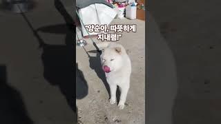 이장형님네산양삼농장 한파로 잠시 시동생집에서 지내는 시골강아지 양순이 #강아지 #귀농귀촌 #시고르자브종