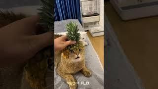 Cute Kitten Cat ||Meow Flix|| #shorts #youtubeshorts #cat #cutecat