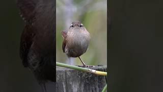 A Eurasian Wren on guard duty #birds #birding #birdwatching #wren