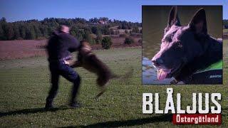 Blåljus Östergötland om mordförsök och hundträning