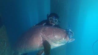 Spearfishing Giant Grouper 110Lb || KerapuPenghuni Pelabuhan Kipi Maloy 50 Kg/indonesia#010