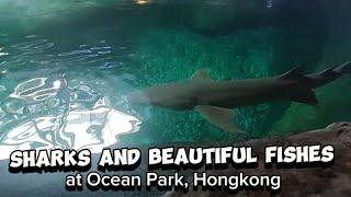 Sharks and Beautiful Fishes at Ocean Park, Hongkong