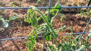 What is Fusarium Wilt and HOW did it get on OUR Tomatoes?