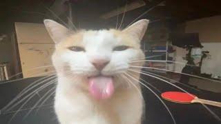 Cat haha video #silly