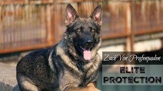 “Zach” Elite Executive Level Family Protection Dog For Sale