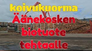 Kuorma Äänekosken biotuotetehtaalle. a load of birch pulpwood to the Äänekoski bioproduct mill