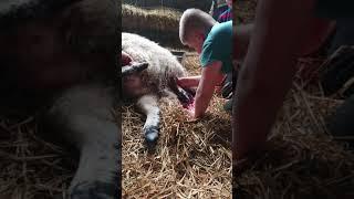 Lambing time at Cliburn Hall farm 2020